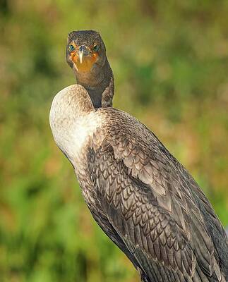 Wall Art - Photograph - Female Cormorant by Rebecca Herranen