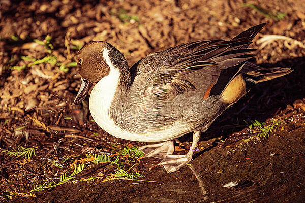 Wall Art - Photograph - Female Duck by Robert Niemeier