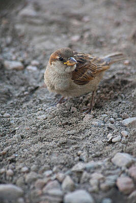 Female House Sparrow by Karol Livote Female House Sparrow by Karol Livote