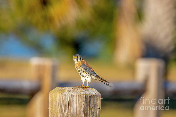 Fence Post Kestrel by Tom Claud Fence Post Kestrel by Tom Claud