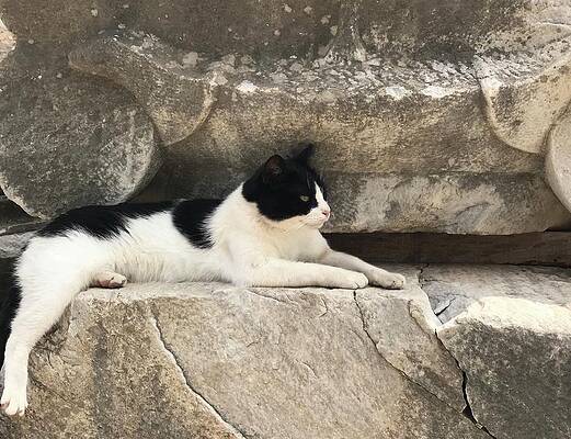  Cat Resting on an Ionic Column, Mykonos, Greece by CRAIG T SMITH