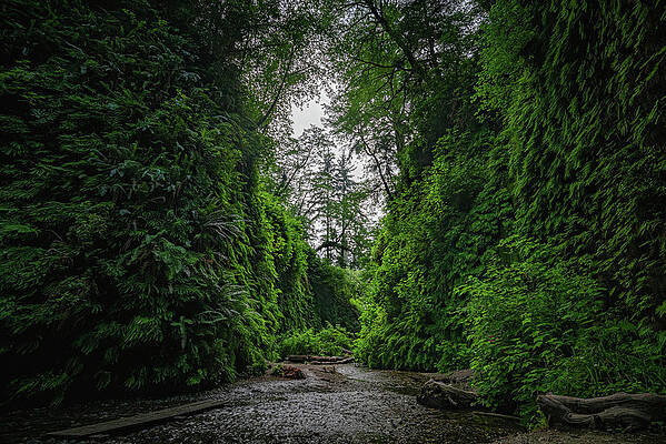 Wall Art - Photograph - Fern Canyon Majesty, California by Abbie Matthews
