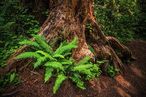 Ferns in the Rain Forest by Carolyn Derstine Ferns in the Rain Forest by Carolyn Derstine