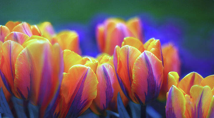 Wall Art - Photograph - Festival of Color by Jessica Jenney