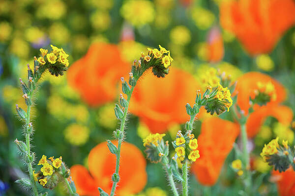 Fiddleneck Poppies Wildflowers by Kyle Hanson Fiddleneck Poppies Wildflowers by Kyle Hanson