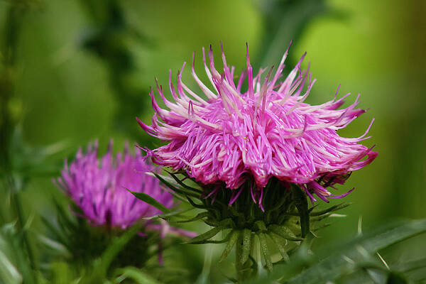 Virginia Photograph - Field Thistle by David Fountain