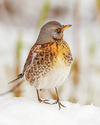 Wall Art - Photograph - Fieldfare in the snow by Grant Glendinning