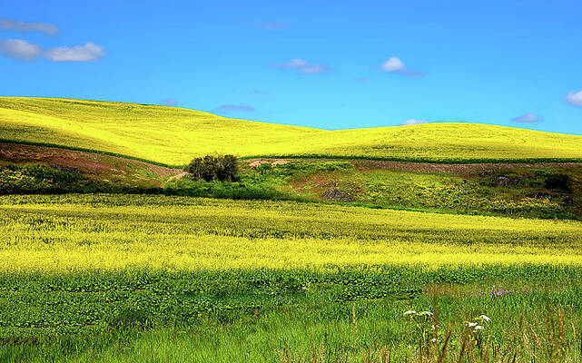 Fields of Canola by David Patterson Fields of Canola by David Patterson