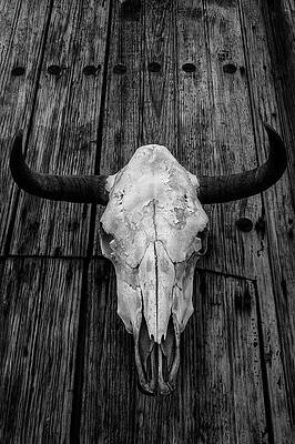 Fierce by Elin Skov Vaeth Fierce by Elin Skov Vaeth