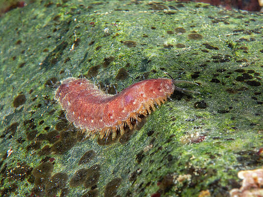 Wall Art - Photograph - Fifteen-scaled worm by Brian Weber