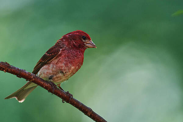 Finch On A branch by Paul Freidlund Finch On A branch by Paul Freidlund