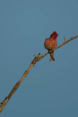 Finch by Paul Freidlund Finch by Paul Freidlund