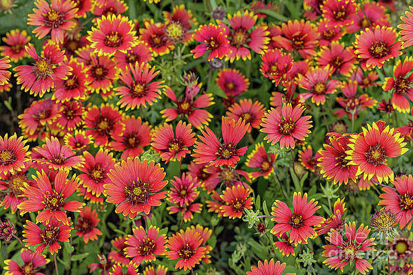  Photograph - FireWheel Bouquet by Clicking With Nature
