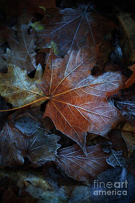 First Frost by Venetta Archer First Frost by Venetta Archer