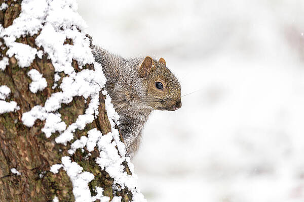 Wall Art featuring the photograph First Snowfall by James Overesch