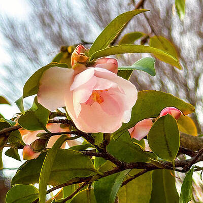 Wall Art - Photograph - First Spring Camellia by Denise Harty