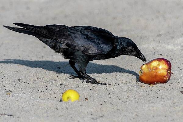 Fish Crow with Apple by Bradford Martin Fish Crow with Apple by Bradford Martin
