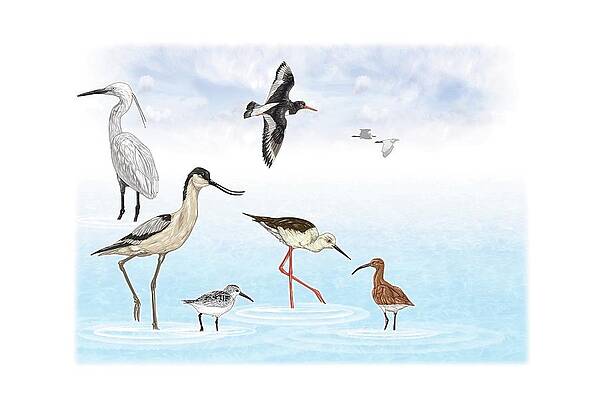 Wall Art - Digital Art - Fish-eating birds. by Album