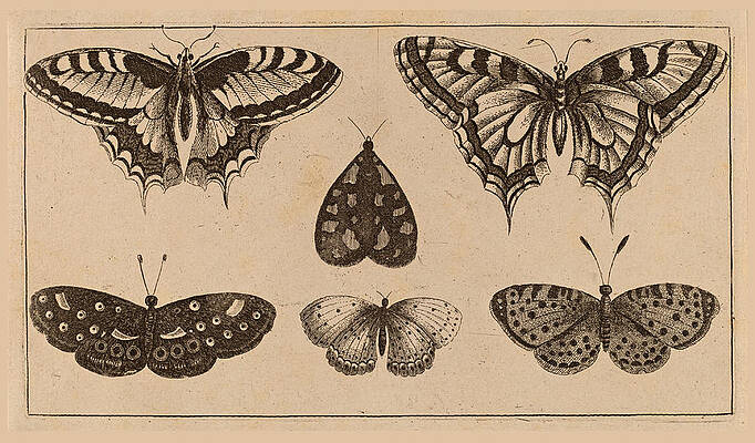 Five Butterflies and a Moth Print by Wenceslaus Hollar