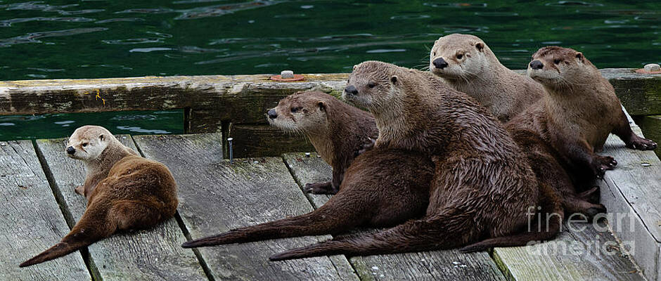 Five Wild Otters by Bob Christopher Five Wild Otters by Bob Christopher