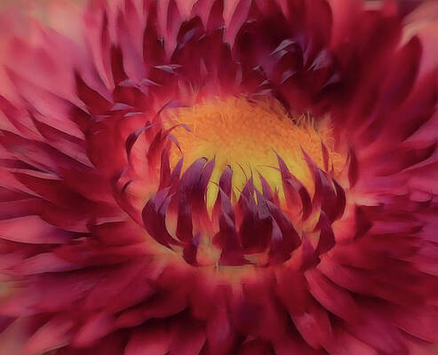 Wall Art - Photograph - Flaming Red Strawflower by Sylvia Goldkranz