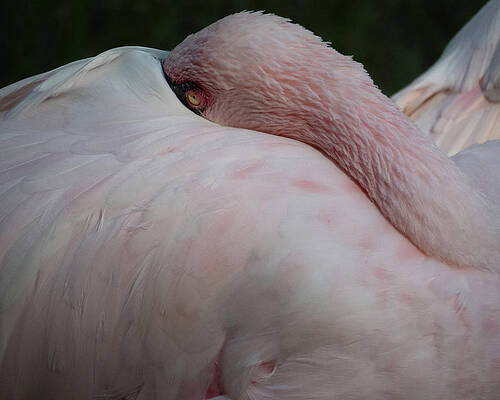 Flamingo 4 by Christy Garavetto Flamingo 4 by Christy Garavetto