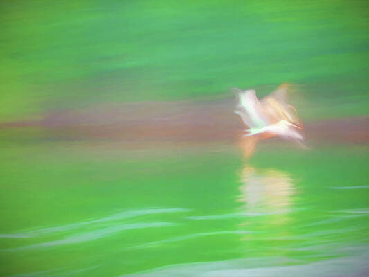 Wall Art - Photograph - Flight by Louise Lindsay