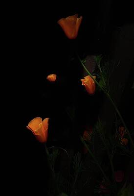 Floating Poppies by Daniele Smith Floating Poppies by Daniele Smith