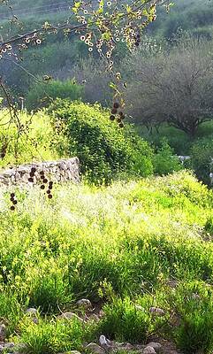 Flora Among the Ruins by Esther Newman-Cohen Flora Among the Ruins by Esther Newman-Cohen