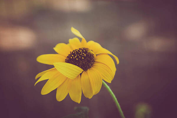 Floral Blow by Saroum Giroux Floral Blow by Saroum Giroux