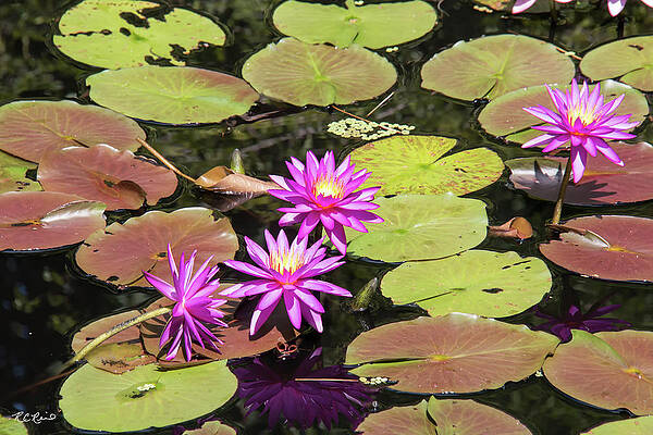 Wall Art - Photograph - Florida Flowers - Naples Red and Blue Water-lily by Ronald Reid