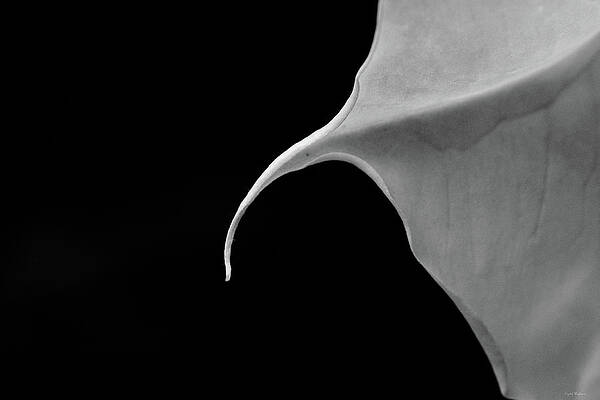Flower Abstract by Crystal Wightman Flower Abstract by Crystal Wightman