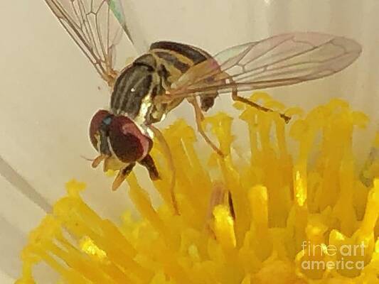 Wall Art - Photograph - Flower Fly by Catherine Wilson