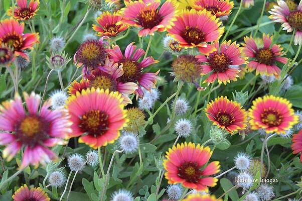 Flower Mania by Sunshine Images Flower Mania by Sunshine Images