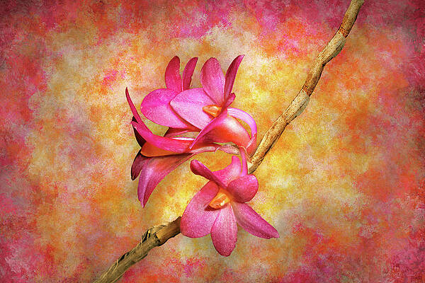 Flower - Orchid - Dendrobium Hsinying Glomo by Mike Savad Flower - Orchid - Dendrobium Hsinying Glomo by Mike Savad