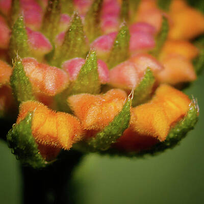 Flower Pillows by Steve Spinsycle
