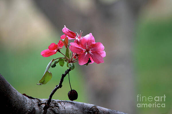 Flowering Crab Apple by Gary Wing Flowering Crab Apple by Gary Wing