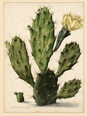 Flowering prickly pear cactus Print by Herman Saftleven