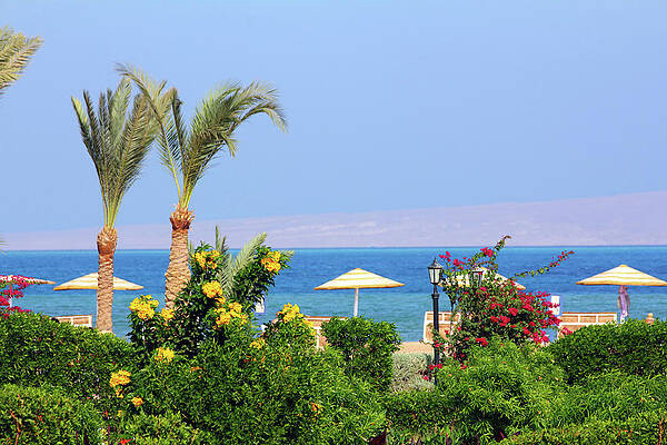 flowers and palm on tropical beach by Mikhail Kokhanchikov flowers and palm on tropical beach by Mikhail Kokhanchikov