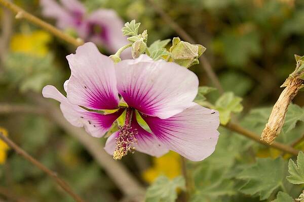 Flowers  by Connor Fogal