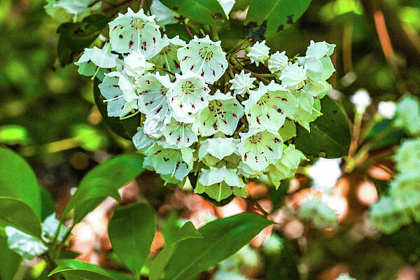 Wall Art - Photograph - Flowers In The Forest by Ed Williams