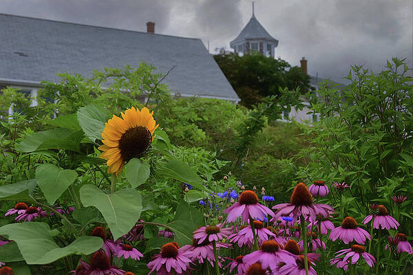 Wall Art - Photograph - Flowers of Monhegan Island by Joann Vitali