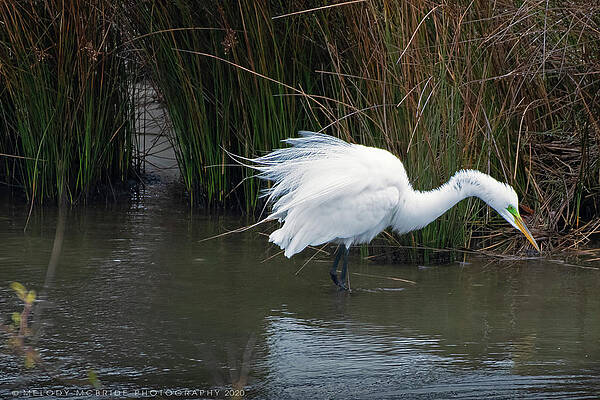 Fluffed Up by Melody McBride Fluffed Up by Melody McBride