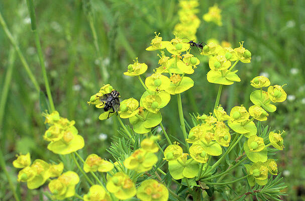 Image of Cypress spurge plant with ants