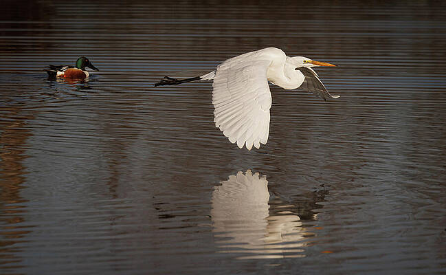 Wall Art - Photograph - Flying Egret 1 by Jean Noren