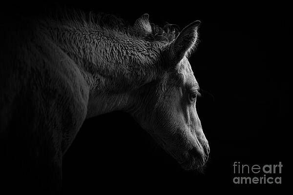 Wall Art - Photograph - Foal in Morning Light by Lisa Manifold