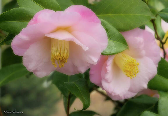 Wall Art - Photograph - Focus Softly on the Camellias by Kathi Isserman