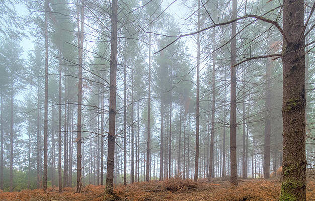 Fog in the Pacific NW Woods by Jean Noren Fog in the Pacific NW Woods by Jean Noren