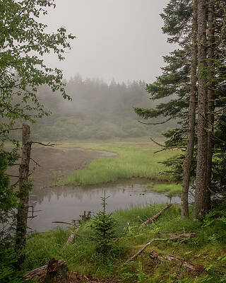 Foggy Afternoon at Schoodic Peninsula by Marcy Wielfaert Foggy Afternoon at Schoodic Peninsula by Marcy Wielfaert