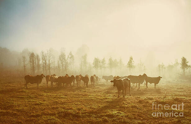 Wall Art featuring the photograph Foggy Farm by Jorgo Photography